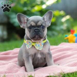 Indi, French Bulldog Puppy